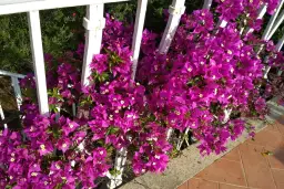 Jakie pnącza wieloletnie na balkon w bloku – piękne i łatwe w pielęgnacji