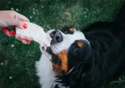 Surowe mięso w diecie psa - wszystko co musisz wiedzieć o żywieniu