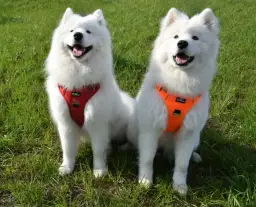 Jak założyć szelki Trixie? Poradnik krok po kroku + regulacja!