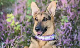 Obroża czy szelki dla owczarka niemieckiego – co wybrać dla psa?