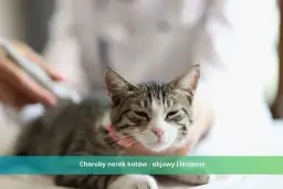 Ostra niewydolność nerek u kota: rokowanie i jak skutecznie leczyć?