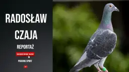 Filmy o gołębiach pocztowych: emocje, rywalizacja i pasja w kinie