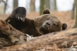Czy na Babiej Górze są niedźwiedzie? Rzadkie spotkania i bezpieczeństwo