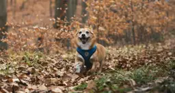 Ochrona psa przed kleszczami: Tabletki, krople, obroże wybierz najlepszą!