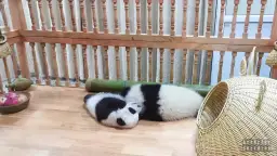 Pandy: Gdzie żyją i jak je zobaczyć? Przewodnik po Chinach i Europie