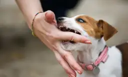 Gryzienie szczeniaka: Do kiedy to potrwa i jak sobie radzić?