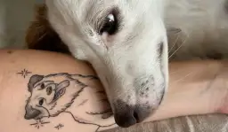 Odkryj moc: symbolika tatuaży ze zwierzętami. Wybierz świadomie!