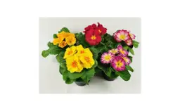 Prymulka ile razy kwitnie? Odkryj sekrety jej kwitnienia