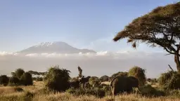 Słoń w parku narodowym Amboseli na tle ośnieżonego Kilimandżaro.