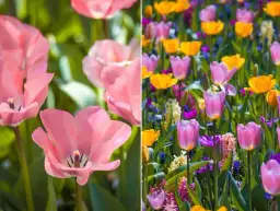 Czego symbolem jest tulipan? Odkryj jego głębokie znaczenie w kulturze