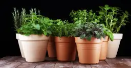 Zioła na energię w glinianych doniczkach: rozmaryn, melisa, tymianek, szałwia i mięta. Naturalny zastrzyk witalności.