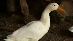 Ile krwi ma przeciętna kaczka domowa: fakty, dane i różnice między rasami