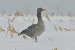 Szara gęś stoi na śniegu wśród suchych łodyg, w tle widać padający śnieg.