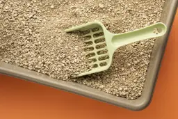 Jak często czyścić kuwetę kota, aby uniknąć nieprzyjemnych zapachów