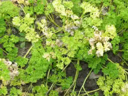 Jak kwitnie pietruszka i co zrobić, by nie stracić liści?