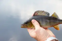 Dłoń trzyma świeżo złowionego okonia na tle wody.