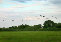 Stado ptaków, być może dzikie kaczki odlatują na zimę, przemierza niebo nad zieloną łąką i gęstym lasem.