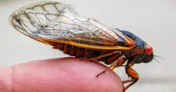 Cykada grecka czym się żywi - poznaj jej zaskakującą dietę