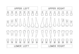 Rozszyfruj numerację zębów: System FDI dla dorosłych i dzieci