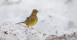 Las w horrorach: Dlaczego tak nas przeraża?