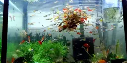 Jakie akwarium dla gupików wybrać, aby uniknąć problemów z hodowlą?