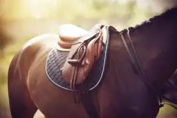 Jak dopasować siodło do konia, aby uniknąć bólu i dyskomfortu