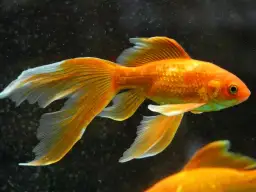 Wszystko, co musisz wiedzieć o akwarium dla welonek: wymagania, woda i aranżacja