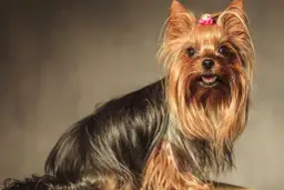 Ile kosztuje szczeniak york? Poznaj ceny i ukryte wydatki