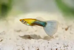 Złoty gupik z niebiesko-zielonym pasem i wachlarzową płetwą ogonową na białym żwirku.