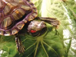 Co w akwarium zamiast rybek? Odkryj najlepsze alternatywy dla ryb