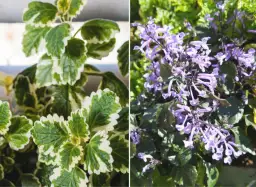 Jak kwitnie komarzyca i jak zadbać o jej piękne kwiaty