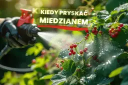 Kiedy opryskiwać drzewa owocowe miedzianem, aby uniknąć chorób?