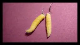 Zakładanie białego robaka: Sekrety żywej przynęty i brań