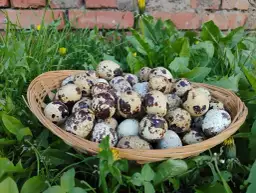 Najlepsze źródła drobiu w Kujawsko-Pomorskim – unikaj błędów przy zakupie