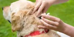 Kiedy założyć psu obrożę na kleszcze, aby uniknąć zagrożeń?