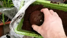 Jak sadzić w doniczkach z włókna kokosowego, aby uniknąć problemów?