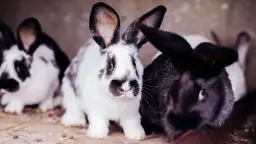 Ile kosztuje królik? Poznaj wszystkie koszty i nie daj się zaskoczyć