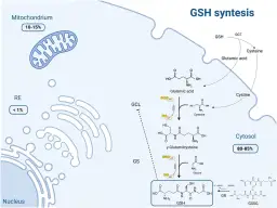Schemat syntezy glutationu (GSH) w cytoplazmie. Pokazuje, jak glutaminian, cysteina i glicyna łączą się, tworząc GSH.