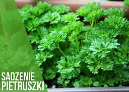 Kiedy siać pietruszkę do gruntu, aby uniknąć nieudanych plonów?