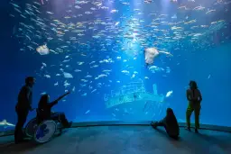 Największe oceanarium w Niemczech: Ozeaneum w Stralsundzie czeka na Ciebie