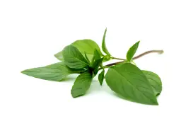 Gałązka bazylii tajskiej, idealna do dań kuchni azjatyckiej, curry i zup. Jej anyżowy aromat wzbogaci smak potraw.