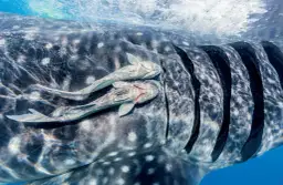 Odkryj morza świata: Najcieplejsze, najgłębsze, idealne na wakacje