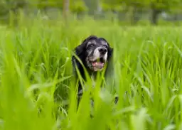Najlepsza obroża na kleszcze dla psa – uniknij niebezpieczeństw dla zdrowia
