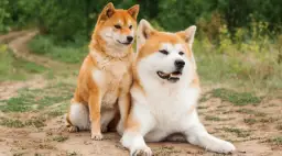 Akita czy Shiba? Porównanie ras, które pomoże Ci wybrać psa