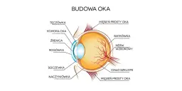 Jaką rolę pełni soczewka w oku i dlaczego jest tak ważna?