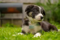 Co powinien umieć 4 miesięczny szczeniak, aby uniknąć problemów w przyszłości