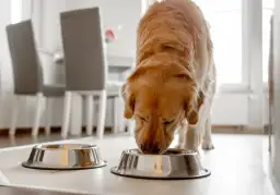 Błonnik dla psa: Klucz do zdrowych jelit i prawidłowej wagi pupila