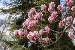 Kwiaty magnolii w kolorze różowym na gałęzi. Choć piękna, warto wiedzieć, czy magnolia jest trująca dla zwierząt.