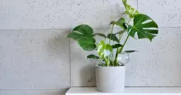 Co posadzić w betonowych donicach, aby uniknąć problemów z roślinami?