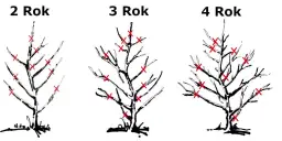 Jak przycinać grusze? Klucz do zdrowych drzew i obfitych plonów